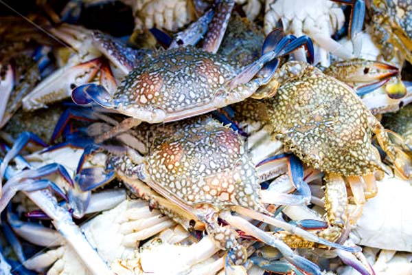 Blue Swimming Crab