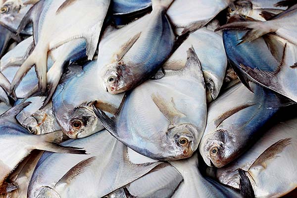 White Silver Pomfret